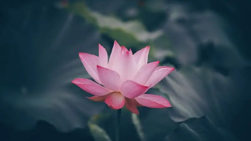 Лотосы зацвели в Атырауской области