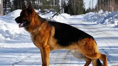 Zakon.kz, фото - Новости Zakon.kz от 14.12.2016 19:04