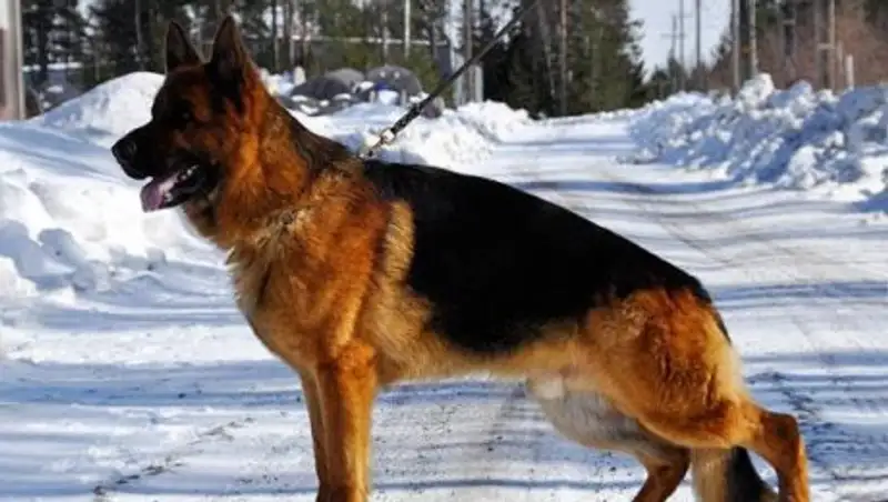 В России немецкая овчарка задушила ребенка шарфом