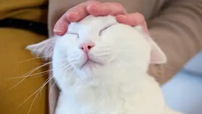 Zakon.kz, фото - Новости Zakon.kz от 03.06.2015 02:55