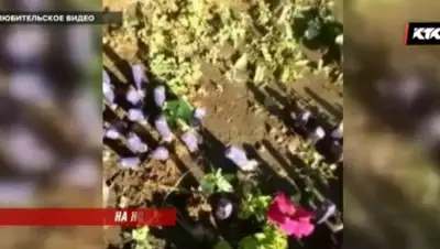 КТК, фото - Новости Zakon.kz от 02.08.2018 22:16