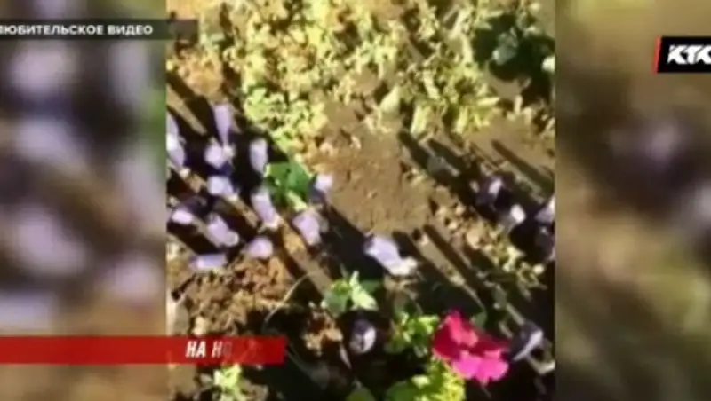 В клумбах Караганды уже в третий раз нашли воткнутые в землю кухонные ножи