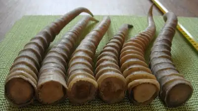 Zakon.kz, фото - Новости Zakon.kz от 13.11.2015 20:43