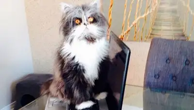 Zakon.kz, фото - Новости Zakon.kz от 04.02.2015 22:28