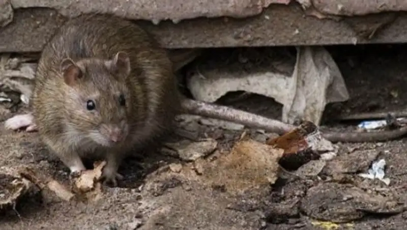 В Алматы объявили охоту на крыс