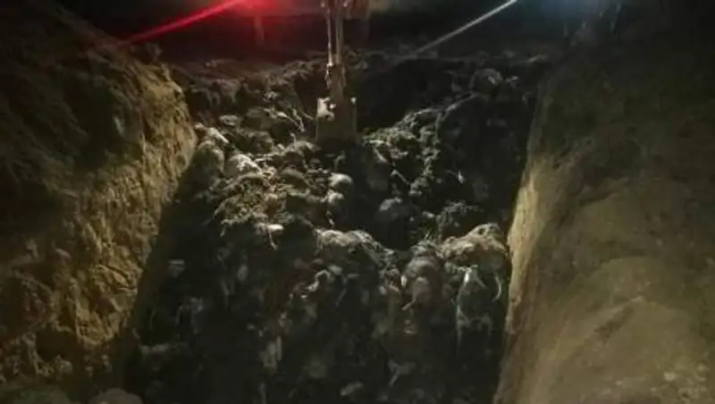 Почти 400 мертвых сайгаков утилизировали бульдозером в ЗКО