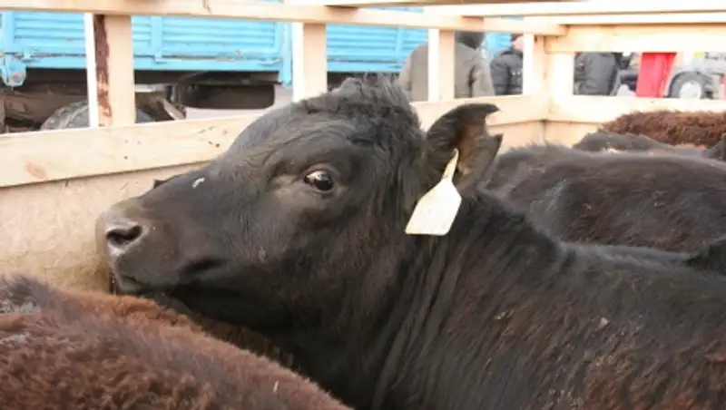 У Акмолинской области достаточный потенциал для увеличения производимой сельхоз продукции