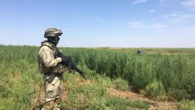 наркотики, фото - Новости Zakon.kz от 16.05.2022 12:40