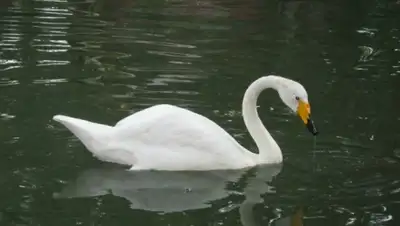 Zakon.kz, фото - Новости Zakon.kz от 14.10.2015 07:16