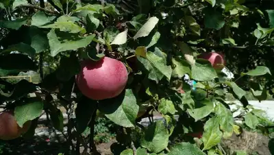 Сады Алматы, фото - Новости Zakon.kz от 19.08.2022 10:07