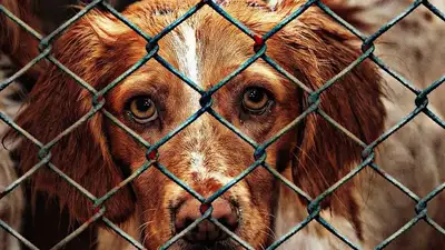 Работой службы отлова возмущены зоозащитники Шымкента, фото - Новости Zakon.kz от 08.03.2023 05:38