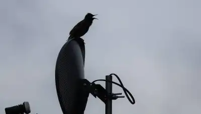 Pixabay, фото - Новости Zakon.kz от 02.02.2020 17:16