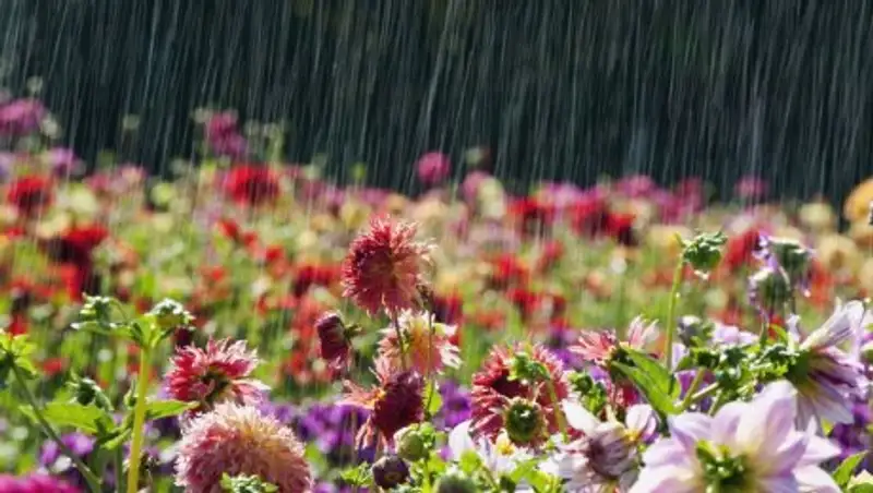 Нежаркое лето: казахстанские синоптики сделали прогноз на июнь