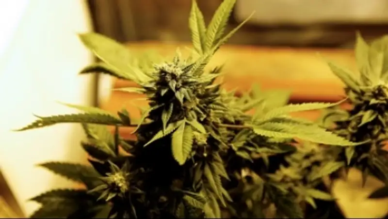 Голландская полиция нашла коноплю в бункере времен Второй мировой