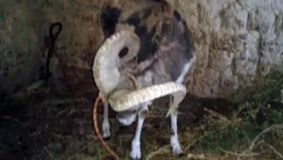 пресс-служба ДВД ВКО, фото - Новости Zakon.kz от 28.09.2018 15:54