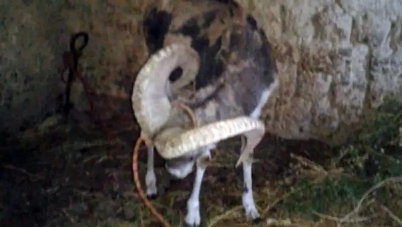 Житель ВКО держал у себя краснокнижного архара для скрещивания с овцами