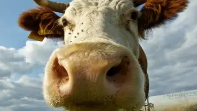 zooclub.ru, фото - Новости Zakon.kz от 05.02.2018 09:44