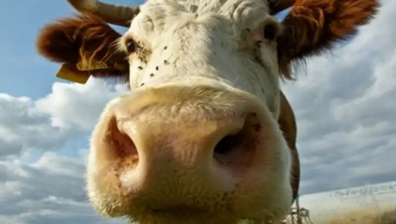 "Цивилизованные" коровы умилили Казнет