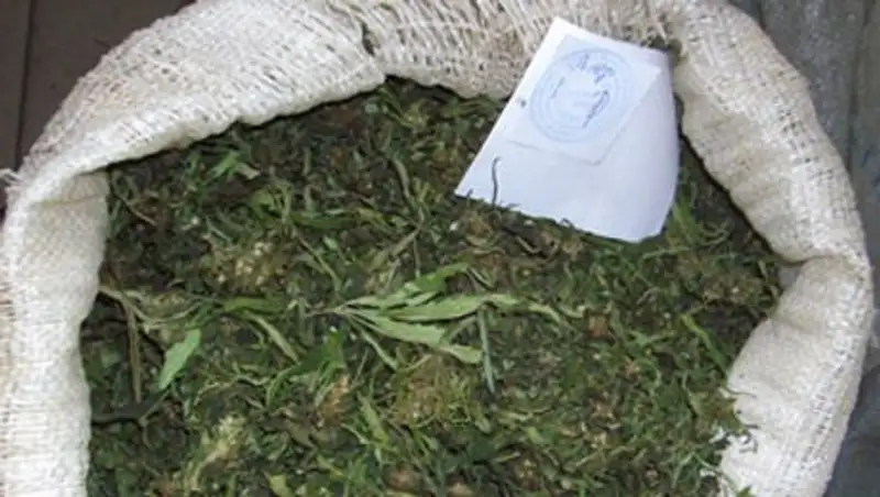 Транспортные полицейские изъяли у алматинца более 700 кг марихуаны