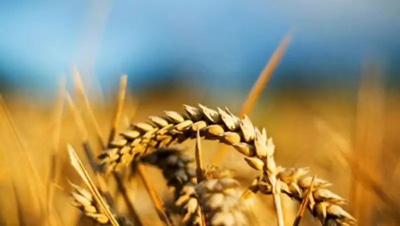 Плохие погодные условия вызывают беспокойство у костанайских аграриев