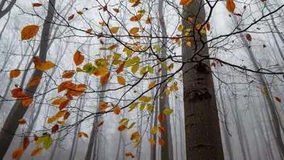 pixabay.com, фото - Новости Zakon.kz от 15.10.2021 15:03