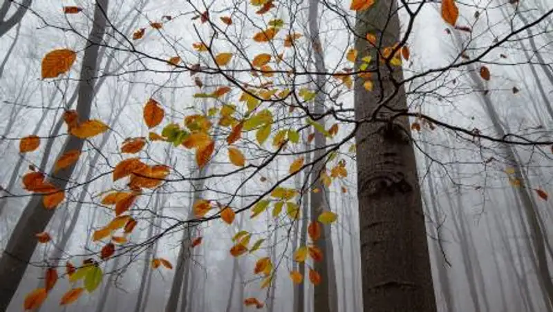 Дождь, туман и сильный ветер ожидаются в Казахстане