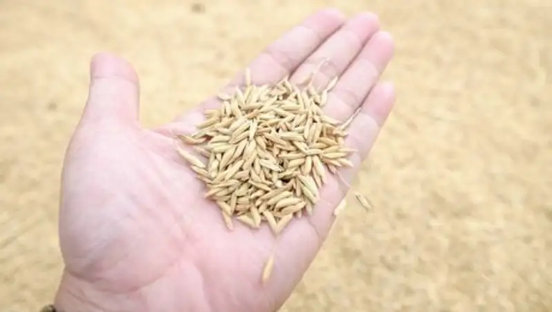 Аграрии Кызылординской области подводят итоги сезона