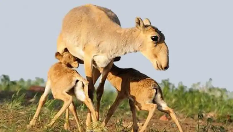 Немцы создали документальный фильм о гибели сайгаков в Казахстане