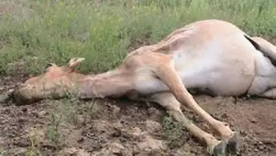 Zakon.kz, фото - Новости Zakon.kz от 27.05.2015 22:53