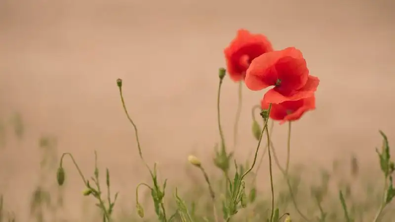 Талибы запретили выращивание мака в Афганистане