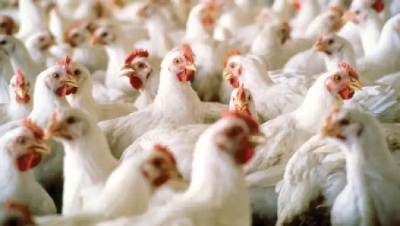 Пять тонн куриного мяса российского производства изъято из реализации в РК