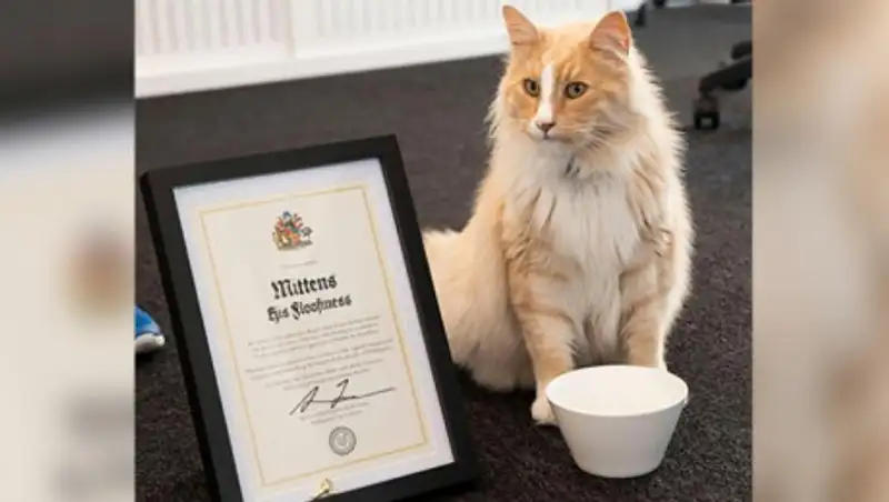 Новозеландцем года может стать кот