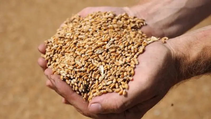 В Казахстане появился новый сорт пшеницы, который назвали "независимость"