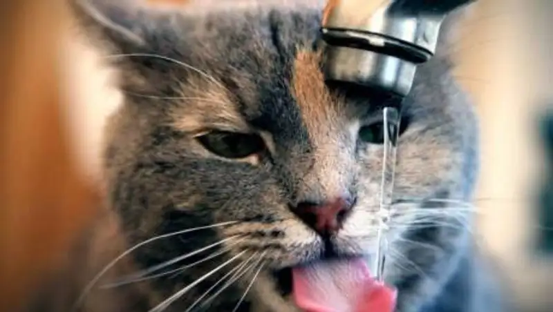 Назван быстрый способ избавиться от похмелья