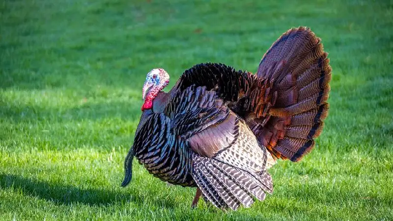 Джо Байден помилует двух индеек
