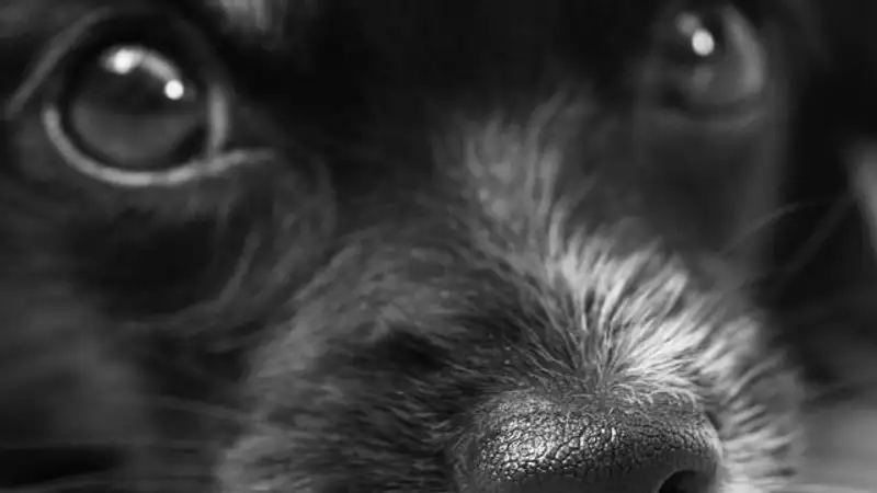 Факты жестокого обращения с животными в центре отлова Шымкента расследует полиция