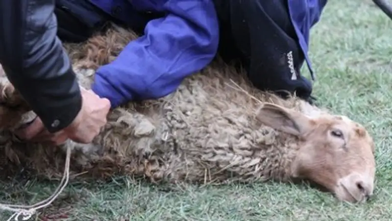 В Алматы определены места забоя скота в дни празднования Курбан-айт