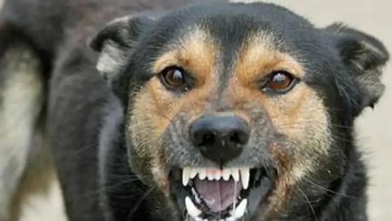 Близ Астаны отстреливают бродячих собак