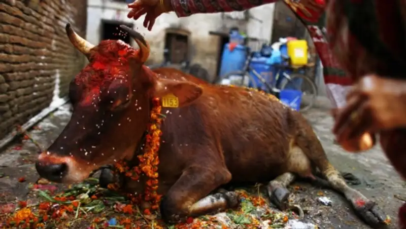 21 человек арестован в Индии после погромов из-за убийства коровы