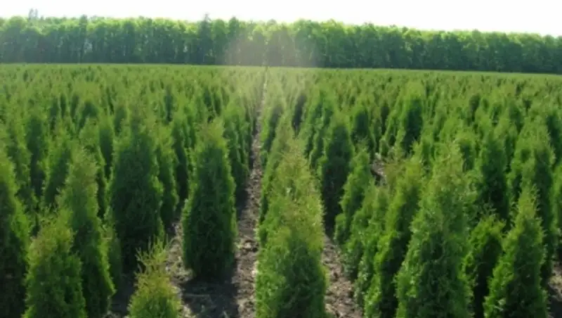 Процесс возрождения деградированных земель в Казахстане предусматривает высадку лесов