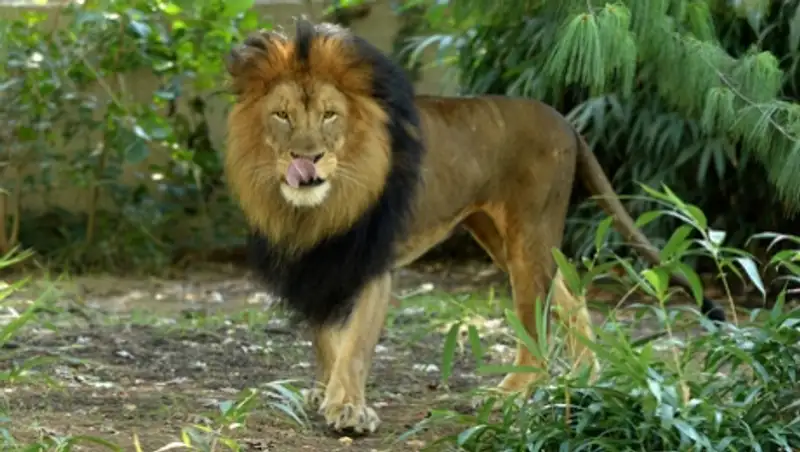 В зоопарке Барселоны мужчина прыгнул в вольер со львами