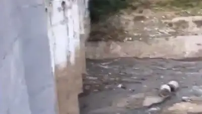 кадр из видео, фото - Новости Zakon.kz от 14.08.2019 08:05