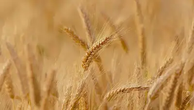 зерно, урожай, фото - Новости Zakon.kz от 26.07.2022 12:22