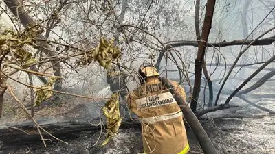 Трое лесников погибли при крупном пожаре в Абайской области
