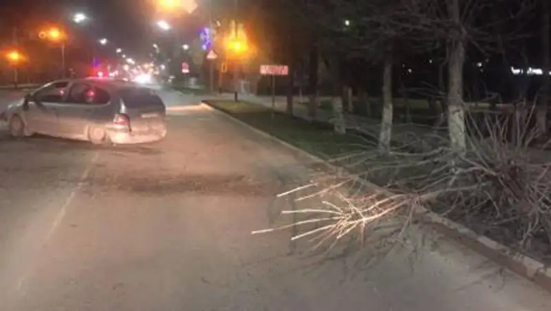 Водитель без прав снес дерево в центре Петропавловска