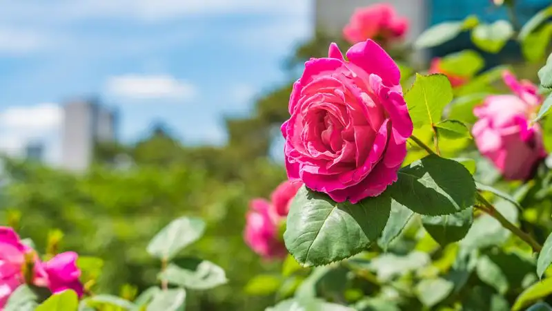 Синоптики рассказали, какой будет погода в Казахстане 16 июня