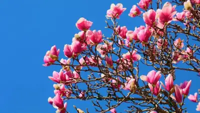 pixabay.com, фото - Новости Zakon.kz от 06.04.2020 10:07