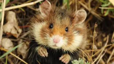 большое количество хомяков появилось в городе Нур-Султан, фото - Новости Zakon.kz от 18.08.2022 09:56