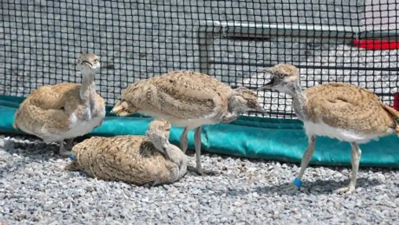 В ЮКО с помощью арабских инвесторов разводят дроф-красоток