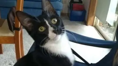 Kim Burr / ABC News, фото - Новости Zakon.kz от 13.04.2019 12:38